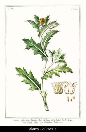 Ancienne illustration du chardon bienheureux (Centaurea benedicta). Par G. Bonelli sur Hortus Romanus, publ. N. Martelli, Rome, 1772 – 93 Banque D'Images