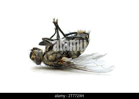 Mouche morte (Calliphora vicina) couchée sur le dos, gros plan, devant fond blanc, Munich, Bavière, Allemagne, Europe Banque D'Images