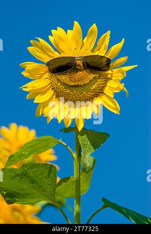 Tournesol (Helianthus Anuus) avec des lunettes de soleil souriant en Bavière, Allemagne Banque D'Images