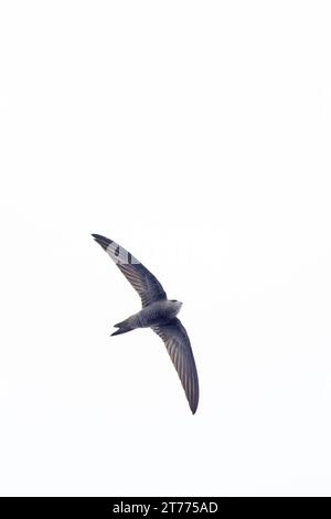 Il est à Pallid Swift (Apus pallidus) Winterton Norfolk le 2023 novembre Banque D'Images