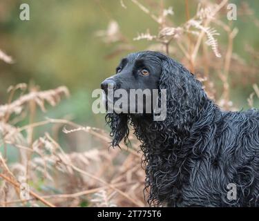 Black Sprocker Spaniel Banque D'Images