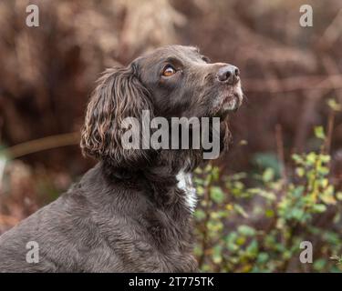 Sprocker Spaniel Banque D'Images