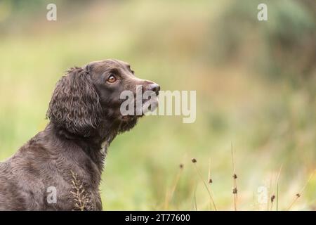 Sprocker spaniel Banque D'Images