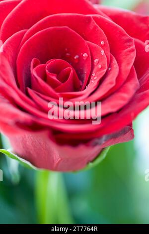 Gros plan de Red Rose Banque D'Images