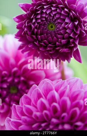 Gros plan de dahlia rose vif Banque D'Images