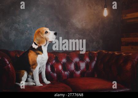 Beau chien beagle assis sur un canapé rouge foncé à l'intérieur du loft Banque D'Images
