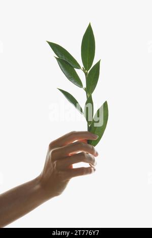 Woman's Hand Holding feuilles vert Twig Banque D'Images