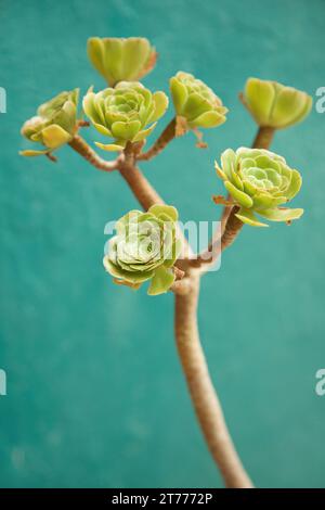 Succulent Plant, Close-up view Banque D'Images