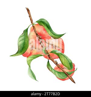 Illustration aquarelle avec branches de pêches plates, feuilles vertes isolées sur blanc. Pêches chines peintes. Arbre fruitier, fruit tiré à la main. Concevoir pour Banque D'Images
