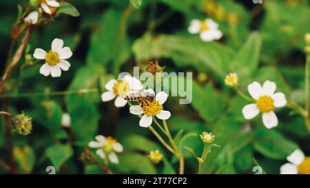 Fleurs blanches de zinnia angustifolia sur lit de fleurs. Fleurs de Zinnia angustifolia dans le jardin, mise au point sélective. Fleurs blanches et rouges de Zinn à feuilles étroites Banque D'Images