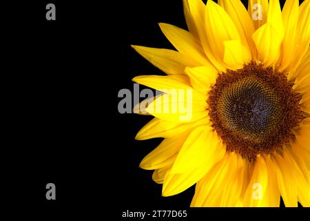 tournesol isolé sur fond noir avec espace pour le texte Banque D'Images