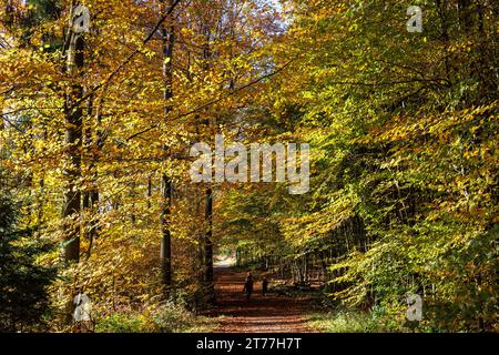 Automne dans une forêt sur la piste Ruhrhoehenweg dans les montagnes de l'Ardey près de Wetter sur la rivière Ruhr, Rhénanie du Nord-Westphalie, Allemagne. Herbst im Wald Am Banque D'Images