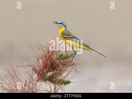 WESTERN Yellow Wagtail, Sykes Wagtail (Motacilla flava beema, Motacilla beema), chant masculin sur un buisson, Asie Banque D'Images