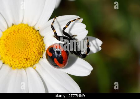 Araignée crabe (Synema globosum, Synaema globosum), se cachant pour une proie sur une fleur blanche, vue dorsale, Croatie Banque D'Images