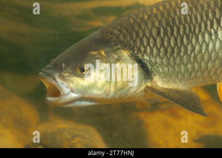 Chub (Leuciscus cephalus), nageant la bouche ouverte, portrait Banque D'Images