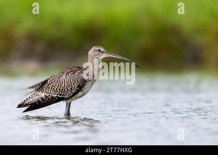 Courlis de l'ouest, courlis commun, courlis eurasien (Numenius arquata), debout en eau peu profonde, vue latérale, pays-Bas, Frise, Bolsward Banque D'Images