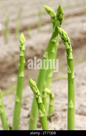 Asperges de jardin, moineau gras, asperges sauvages (Asparagus officinalis), pousses sur un champ, Allemagne Banque D'Images