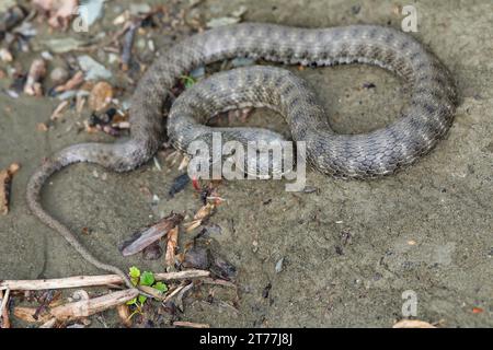 Serpent en dés, serpent d'eau (Natrix tessellata), langue se battant sur le sol, Croatie Banque D'Images