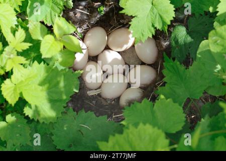 mallard (Anas platyrhynchos), pochette d'oiseau dans le nid au sol, Allemagne Banque D'Images