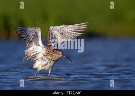 Le courlis occidental, le courlis eurasien, le courlis commun (Numenius arquata), debout dans des eaux peu profondes, flottant après le bain avec les ailes, pays-Bas, Banque D'Images