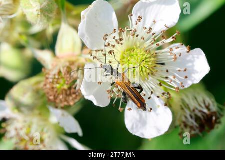 Faux coléoptères (Oedemera femorata, Oncomera femorata), présence en fleurs, mâle assis sur une fleur blanche de mûrier, Allemagne Banque D'Images