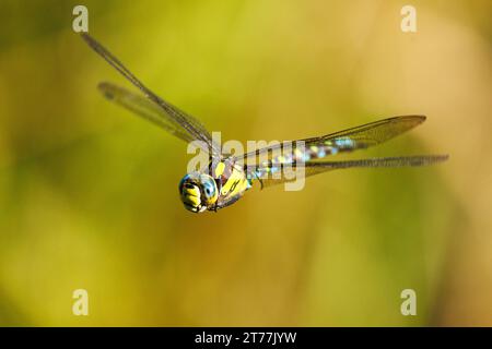 Blue-green darner, le sud de l'AESHNA Aeshna, sud de Hawker (cyanea), en vol, l'Allemagne, la Bavière Banque D'Images