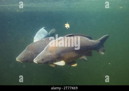 Carpe miroir, carpe européenne (Cyprinus carpio), très gros spécimens nageant en couple, Allemagne, Bavière Banque D'Images