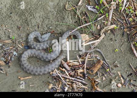 Serpent à dés, serpent d'eau (Natrix tessellata), couché sur le sol, vue dorsale, Croatie Banque D'Images