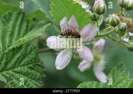 Abeille collectant le pollen de fleur de mûre blanche en été Banque D'Images