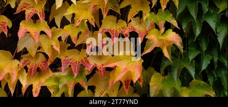 Couleurs d'automne rose vif, jaune, feuilles vertes des raisins de jeune fille Banque D'Images