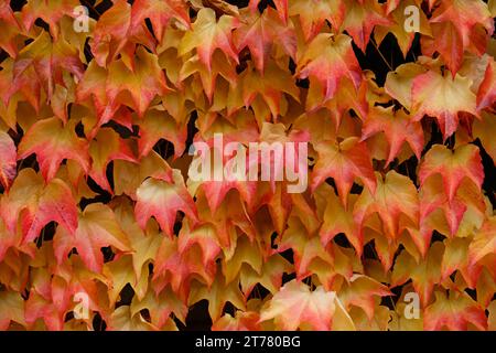 Couleurs d'automne rose vif, jaune, feuilles vertes des raisins de jeune fille Banque D'Images