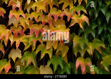 Couleurs d'automne rose vif, jaune, feuilles vertes des raisins de jeune fille Banque D'Images