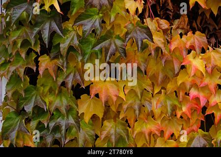 Couleurs d'automne rose vif, jaune, feuilles vertes des raisins de jeune fille Banque D'Images