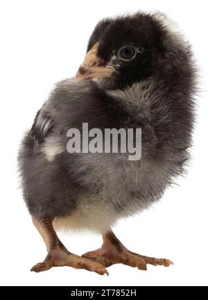 Jeune poulet noir et blanc qui semble fou de quelque chose. Banque D'Images