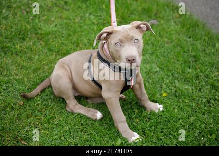 Un chiot américain XL Bully dans un parc de Birmingham. Banque D'Images
