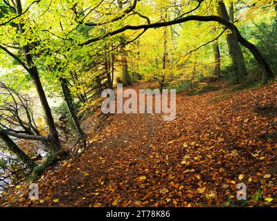 Arbres d'automne colorés sur le Riverside Circular Walk dans Conyngham Hall Grounds Knaresborough North Yorkshire Angleterre Banque D'Images