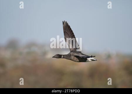 Brent Goose (Branta bernicla) en vol. Cet oiseau est un adulte, avec la marque blanche du cou clairement visible. Banque D'Images