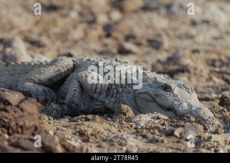 Crocodiles bronzer sur la rivière Chambal en Inde Banque D'Images