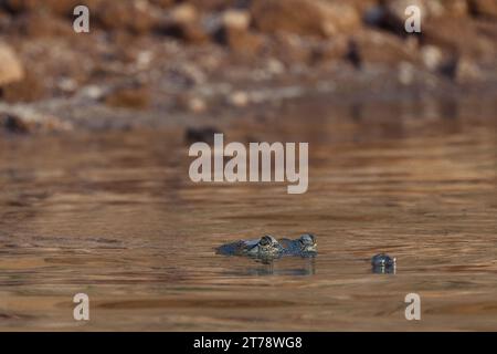 Crocodiles bronzer sur la rivière Chambal en Inde Banque D'Images