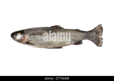 Petit poisson d'eau douce truite arc-en-ciel (Oncorhynchus mykiss). isolé sur fond blanc Banque D'Images