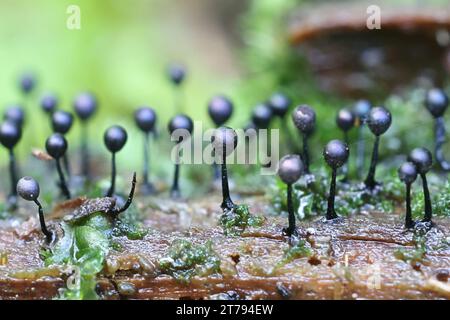 Lamproderma columbinum, une moisissure visqueuse de Finlande, pas de nom anglais commun Banque D'Images