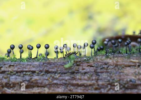 Lamproderma columbinum, une moisissure visqueuse de Finlande, pas de nom anglais commun Banque D'Images