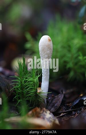 Trichoderma leucopus, aussi appelé Hypocrea leucopus, un champignon parasite de sac originaire de Finlande, pas de nom commun en anglais Banque D'Images