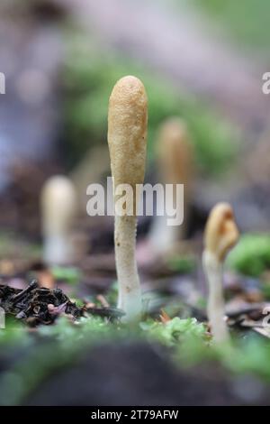 Trichoderma leucopus, aussi appelé Hypocrea leucopus, un champignon parasite de sac originaire de Finlande, pas de nom commun en anglais Banque D'Images