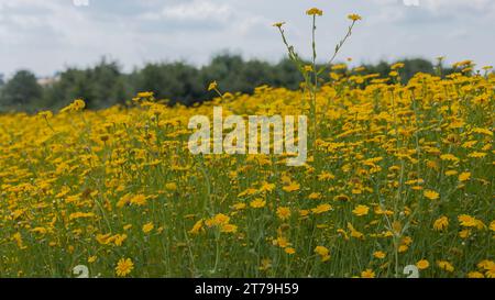 Fleurs jaunes de prairie de Marguerite se ferment dans une prairie de fleurs sauvages Banque D'Images