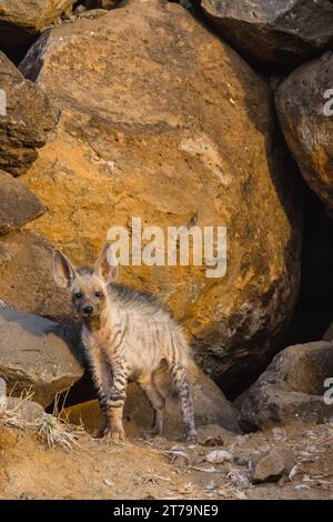 Chiots indiens à hyène rayé dans la nature Banque D'Images