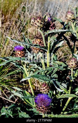 Cynara, Porto Cardoon, cardunculus, spineless, Purple Globe Artichaut Banque D'Images