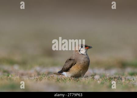 Oiseau de pratincole oriental Banque D'Images