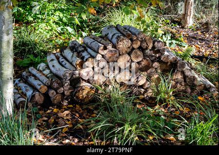 Pile de grumes créant un habitat faunique. Abri pour insectes et invertébrés en tas de rondins. Banque D'Images