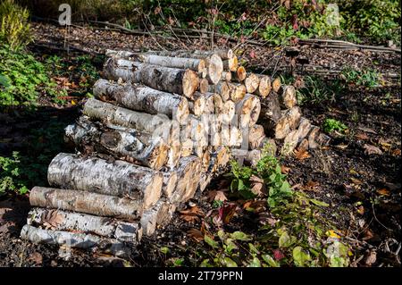 Pile de grumes créant un habitat faunique. Abri pour insectes et invertébrés en tas de rondins. Banque D'Images